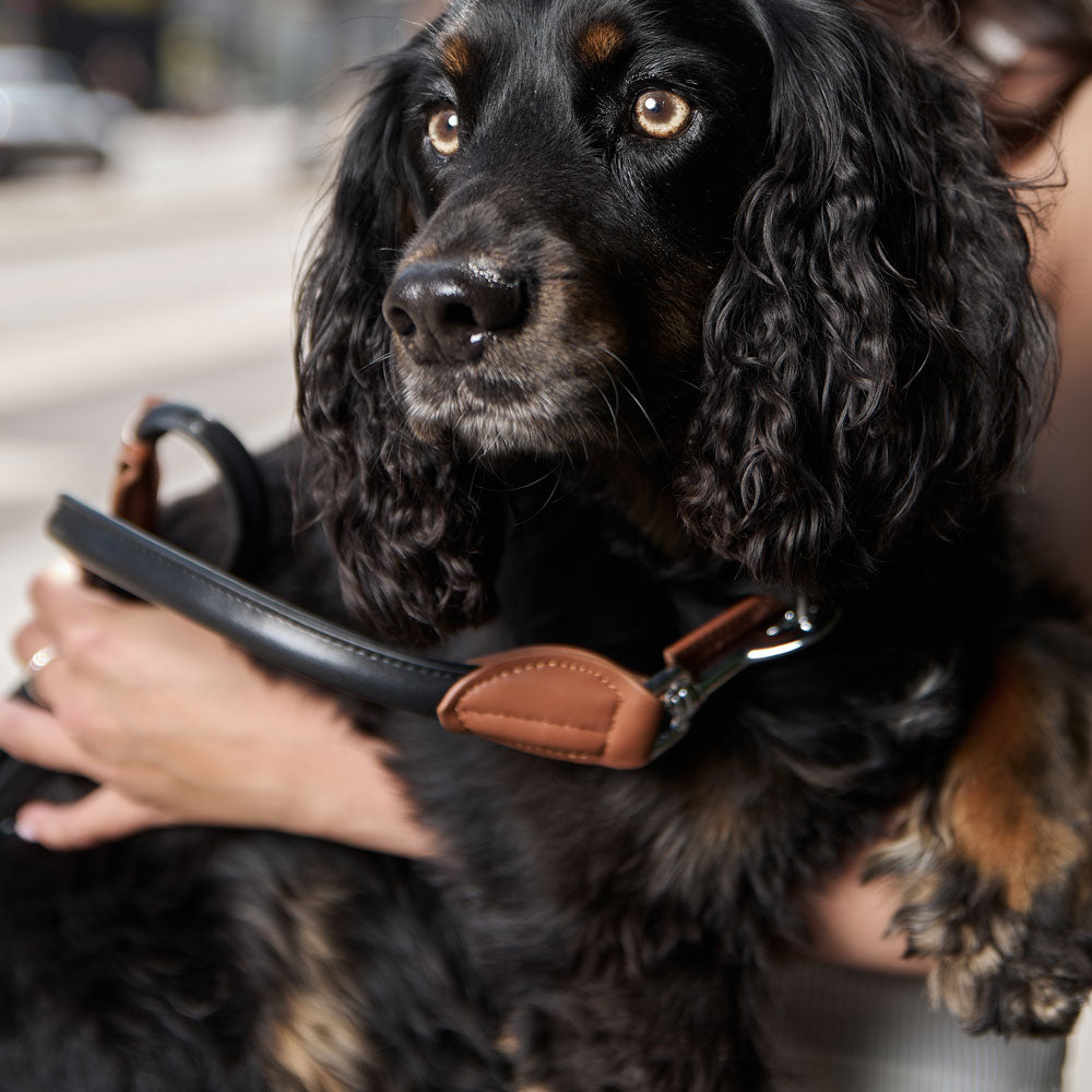 Dog Lead Sarah Jessica Barker